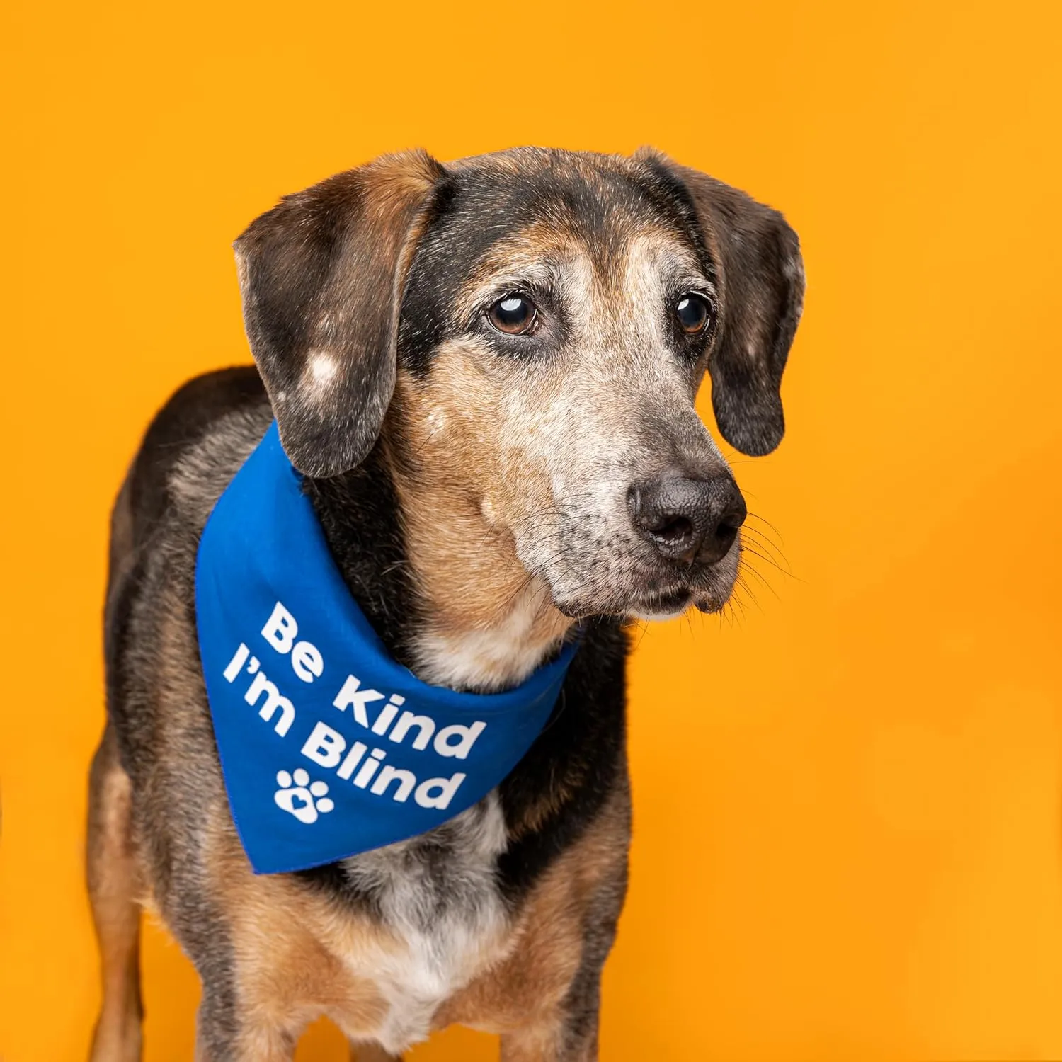 Be Kind I'm Blind Dog Bandana (Green, OS 352)