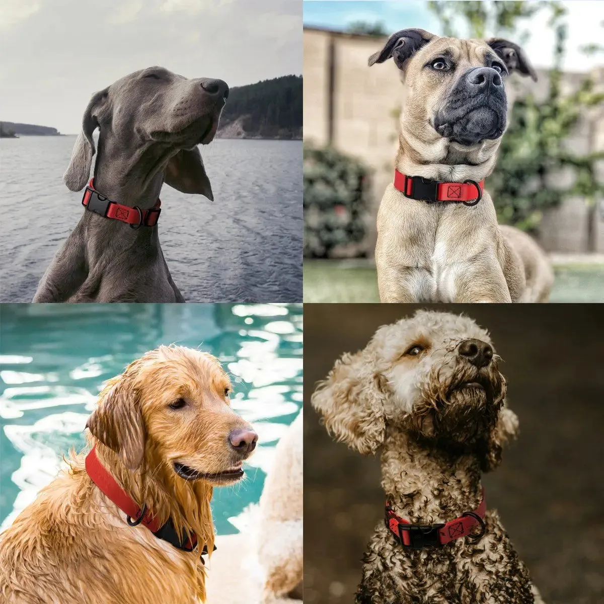 Biothane Waterproof Dog Collar - Quick Release Buckle
