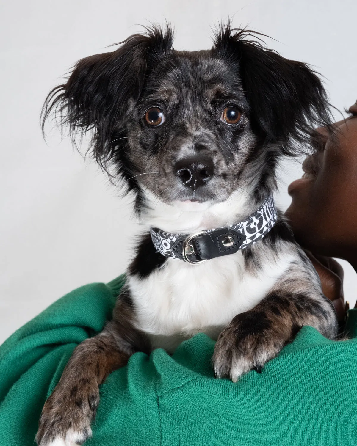 Bow Wow Haus Dog Collar