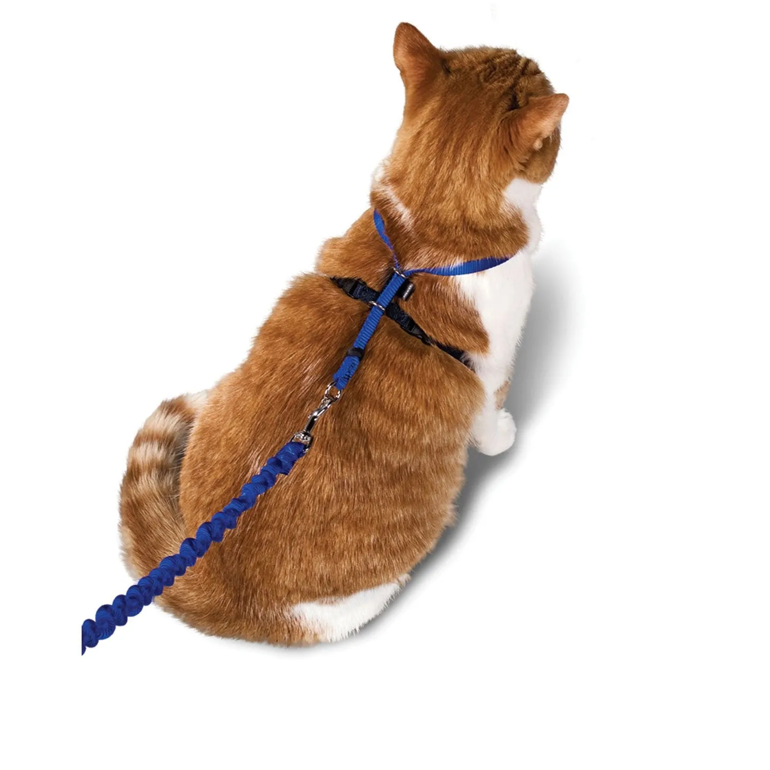 Come With Me Kitty Harness and Bungee Leash