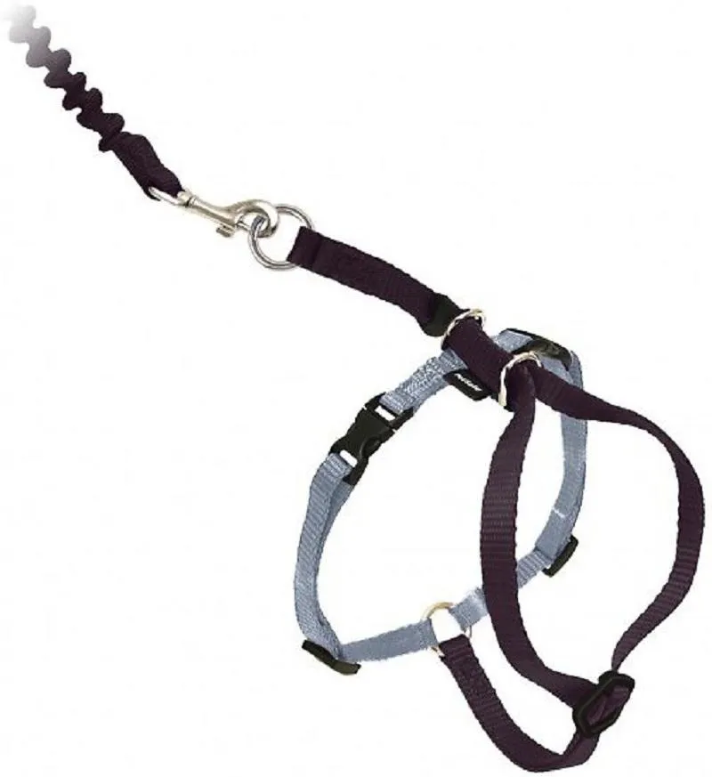 Come With Me Kitty Harness and Bungee Leash
