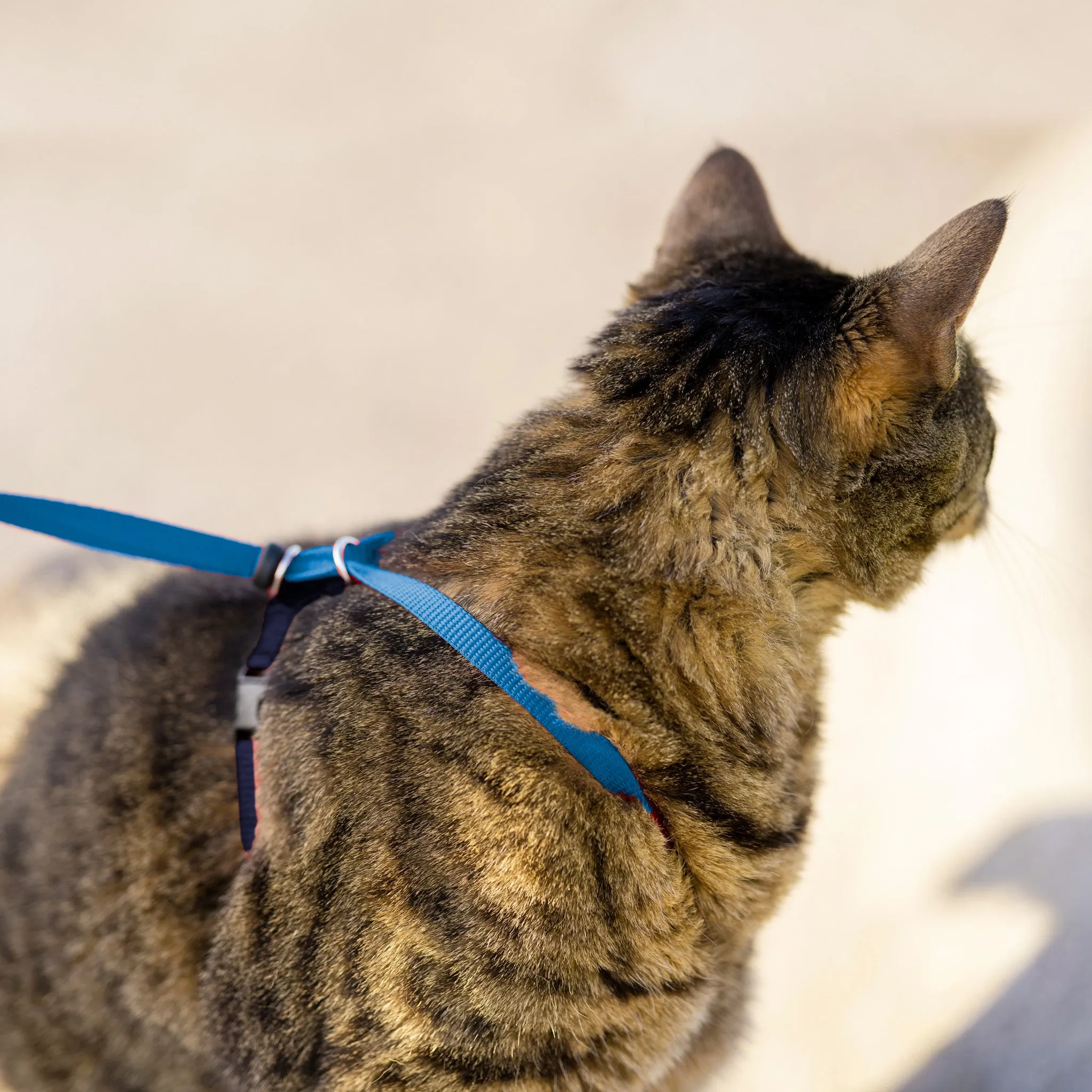 Easy Walk™ Cat Harness