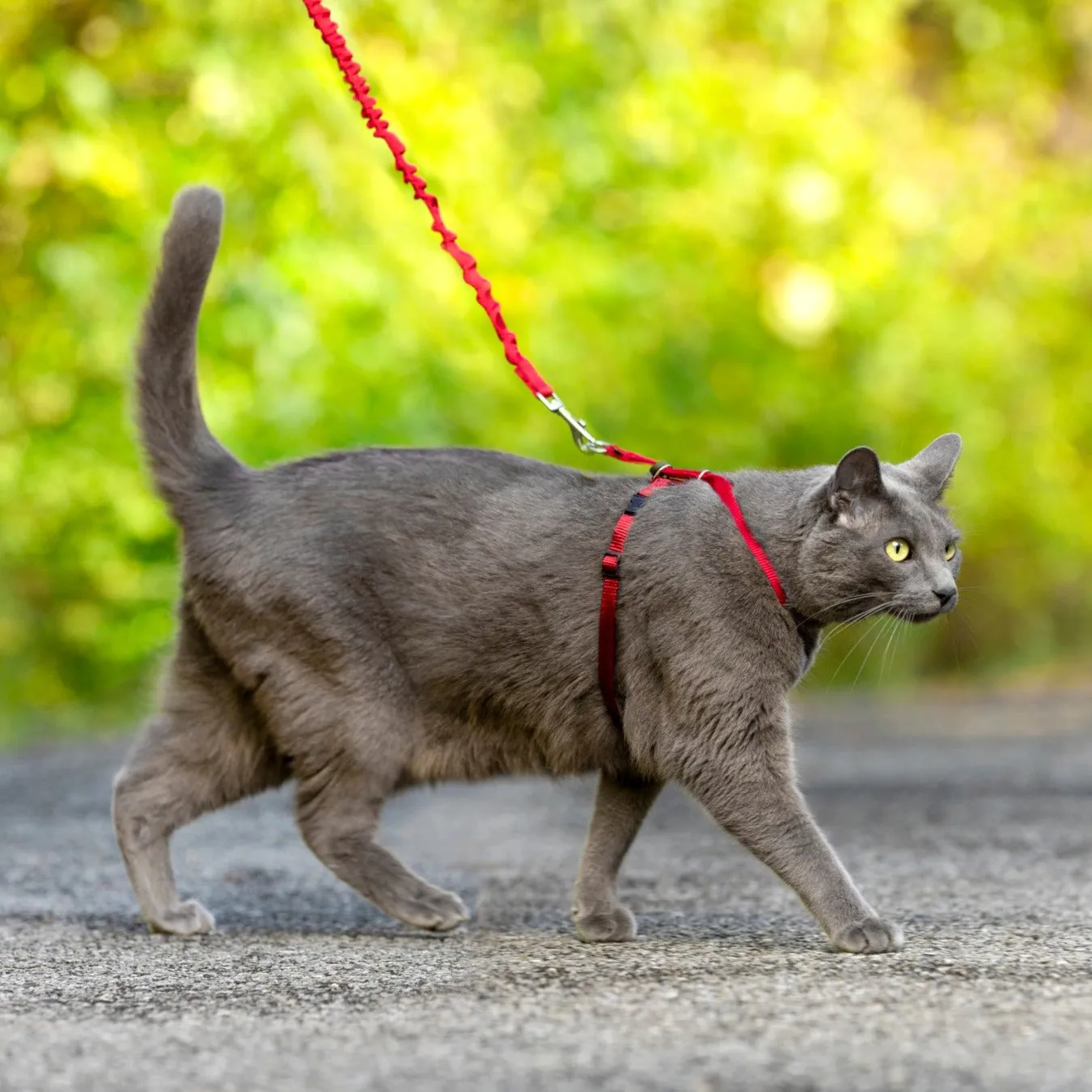 Easy Walk™ Cat Harness