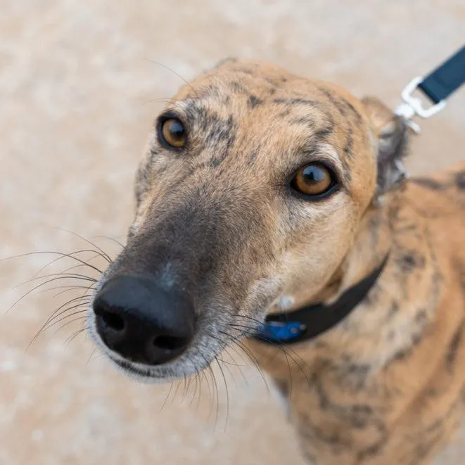 Eyes Hound Collar