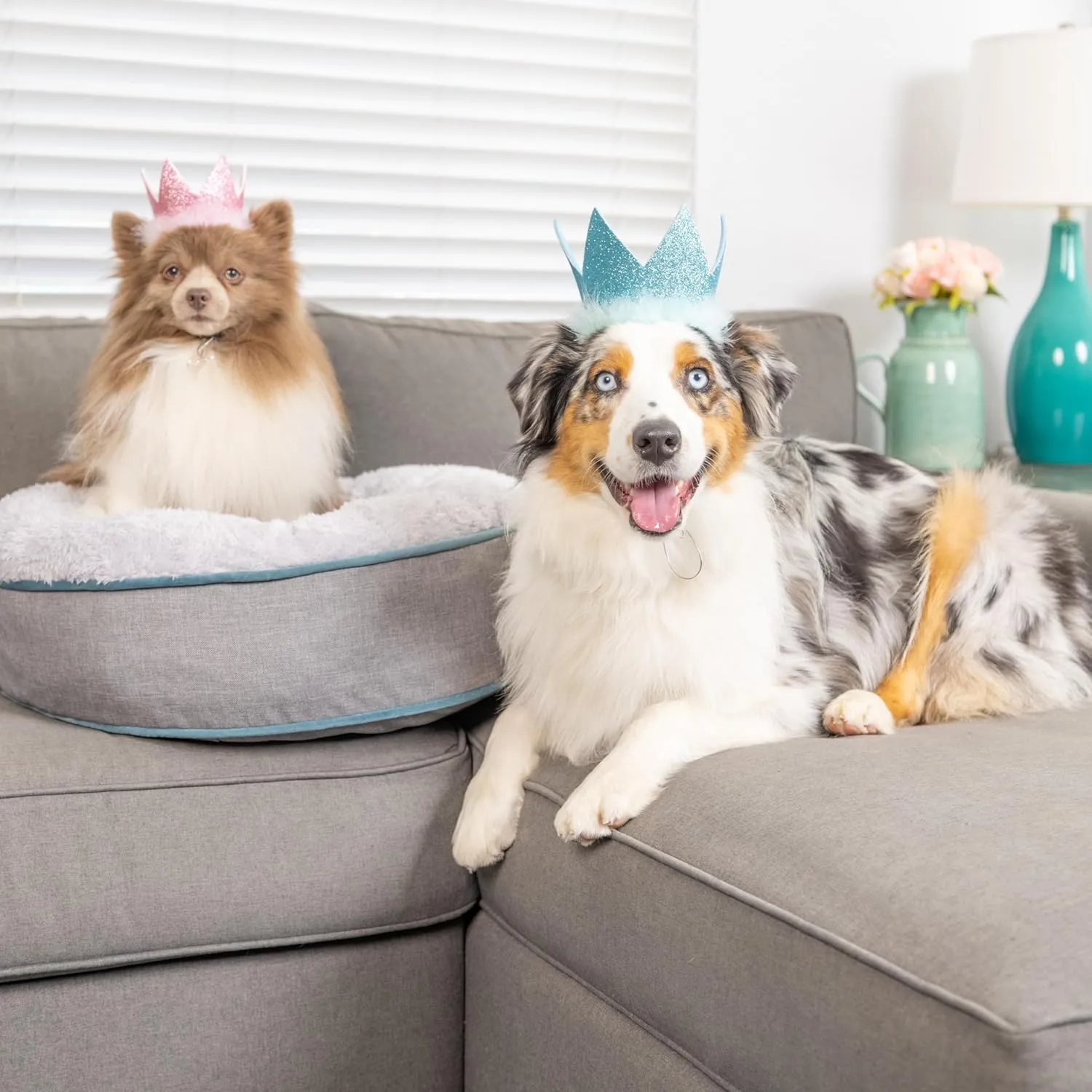 Huxley & Kent Pet Party Crown - Blue (Small) - Crown for Dogs and Cats - Adjustable Strap for Comfort and Stability - Perfect for Birthday Party, Adoption Celebration or Gotcha Day Photos