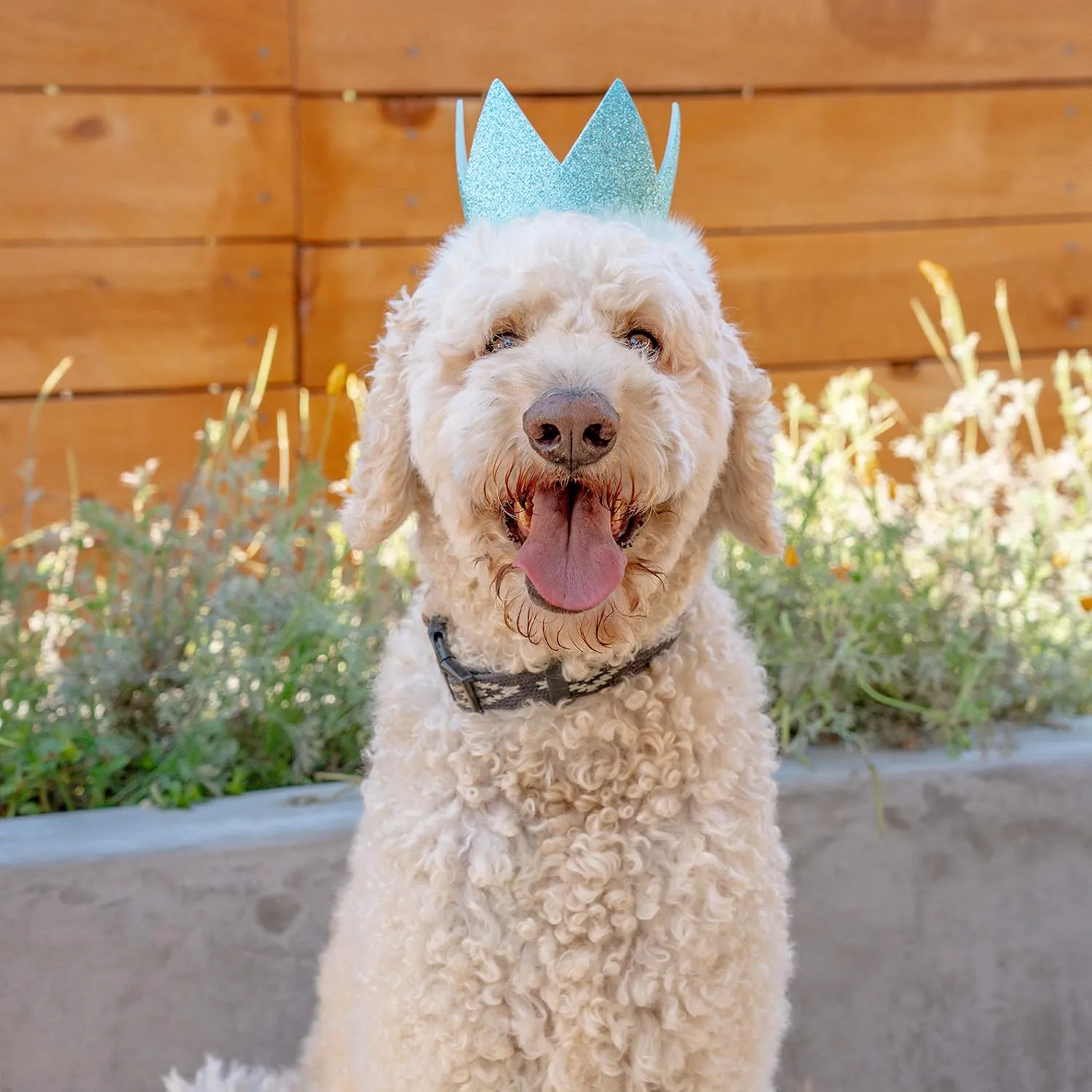 Huxley & Kent Pet Party Crown - Blue (Small) - Crown for Dogs and Cats - Adjustable Strap for Comfort and Stability - Perfect for Birthday Party, Adoption Celebration or Gotcha Day Photos