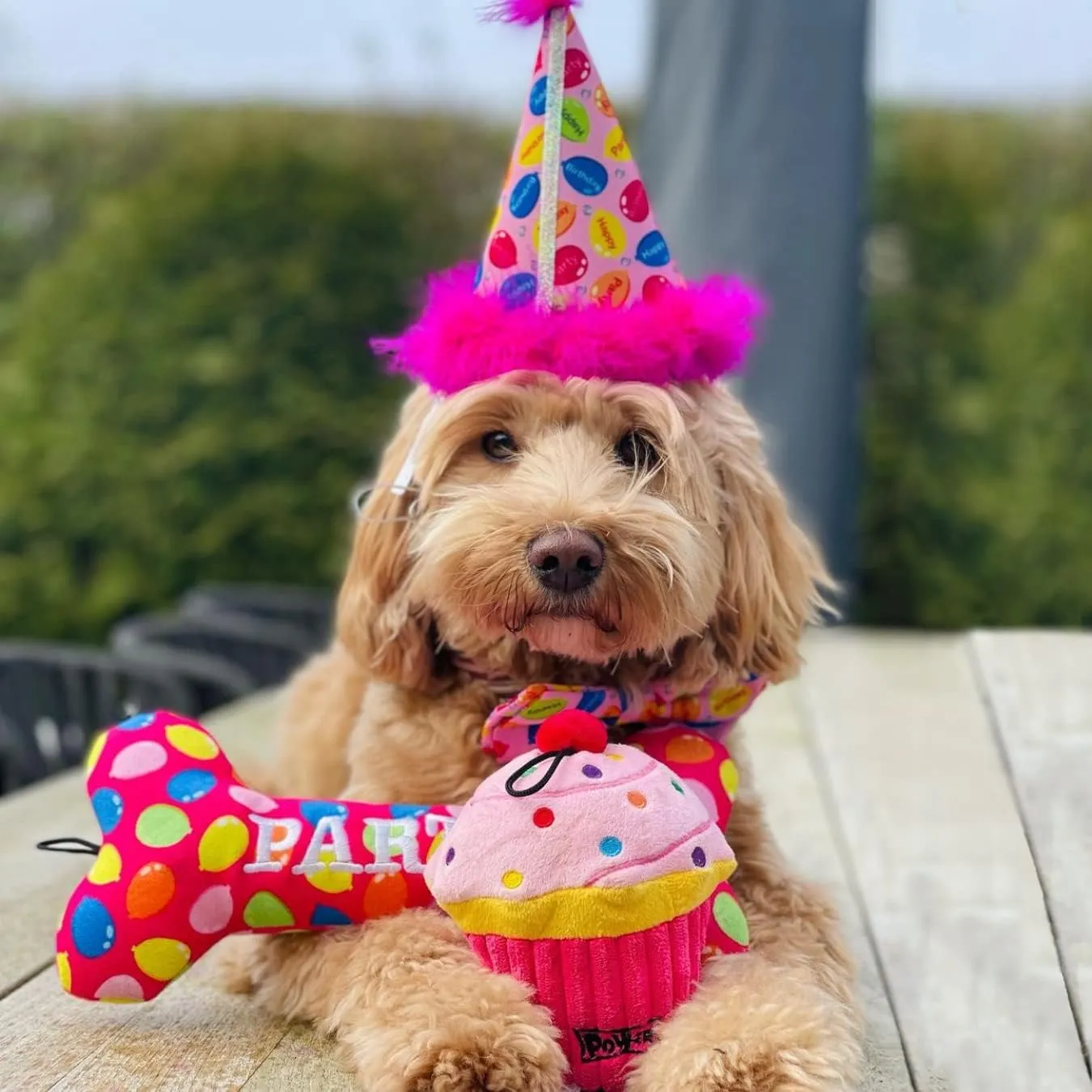 Huxley & Kent Pet Party Hat - Pink Party Time (Small) - Birthday Hat for Dogs and Cats - Adjustable Strap for Comfort and Stability - Perfect for Birthday Party, Adoption Celebration or Gotcha Day