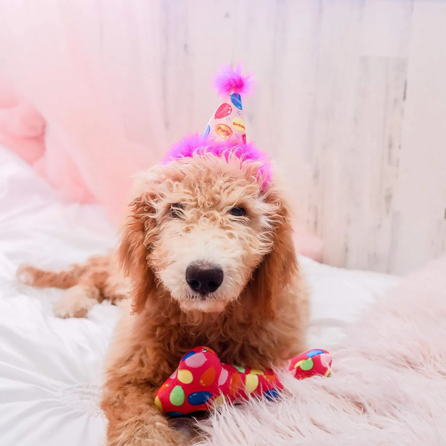 Huxley & Kent Pet Party Hat - Pink Party Time (Small) - Birthday Hat for Dogs and Cats - Adjustable Strap for Comfort and Stability - Perfect for Birthday Party, Adoption Celebration or Gotcha Day