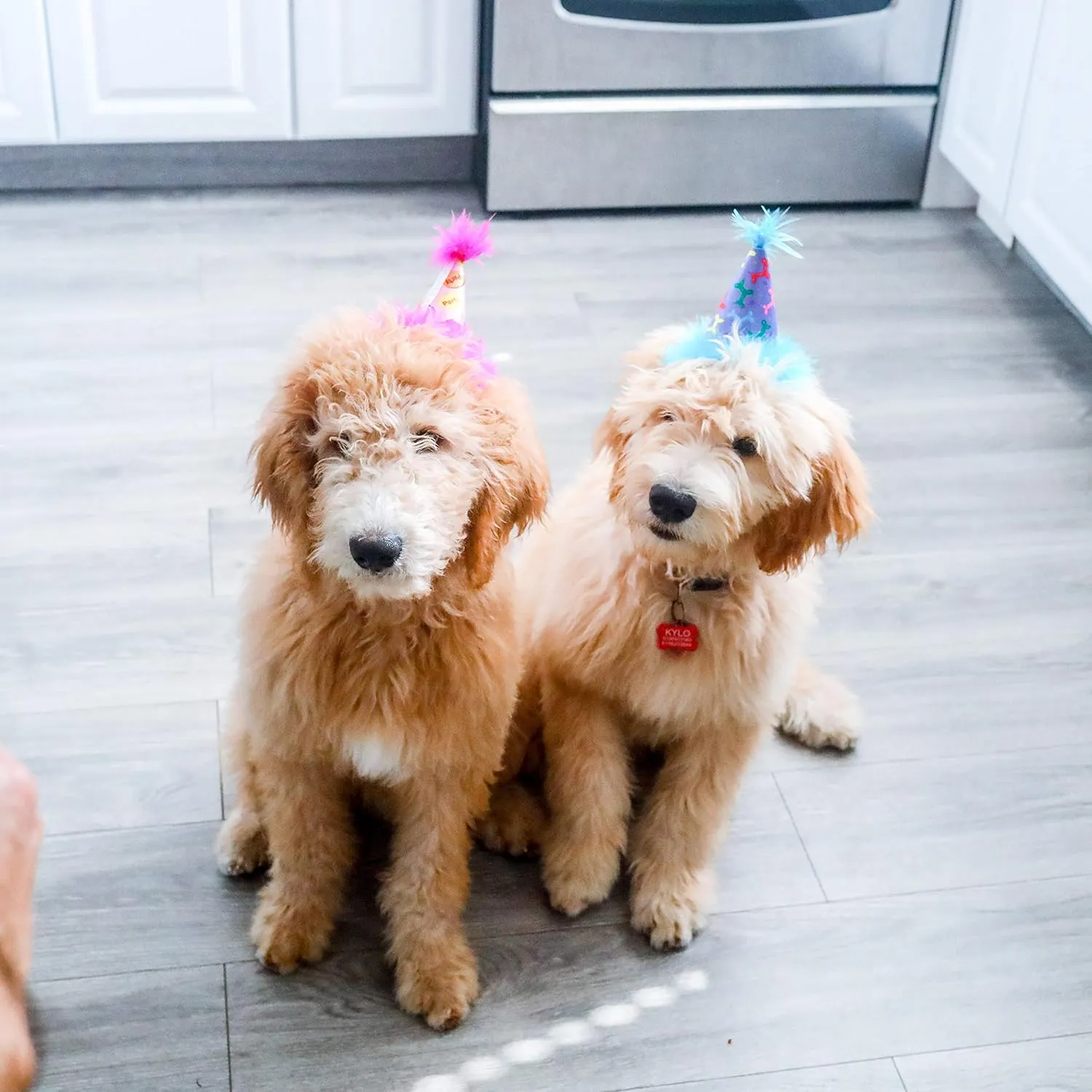 Huxley & Kent Pet Party Hat - Pink Party Time (Small) - Birthday Hat for Dogs and Cats - Adjustable Strap for Comfort and Stability - Perfect for Birthday Party, Adoption Celebration or Gotcha Day