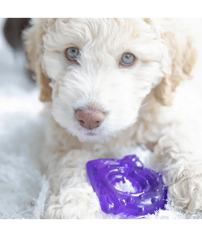 JW Snail Teether Puppy Toy
