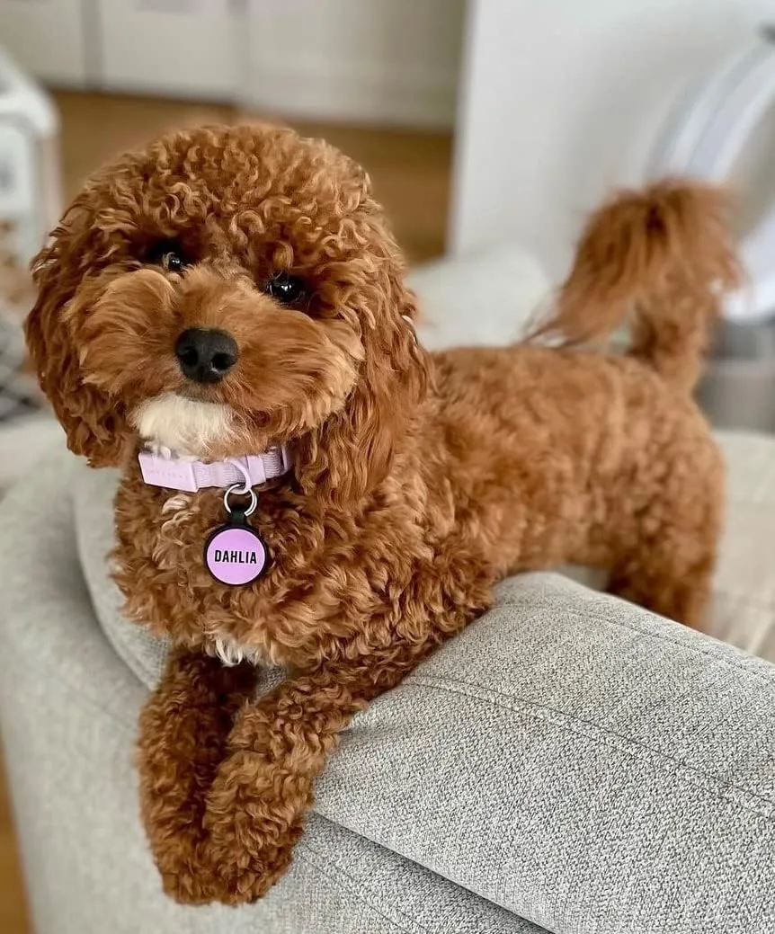 LYP Soundless Pet Tag - Deep Engraved Silicone  Double Sided and Engraving Will Last - Many Design Choices of Pet ID Tags, Dog Tags, Cat Tags (Hot Pink, Circle)
