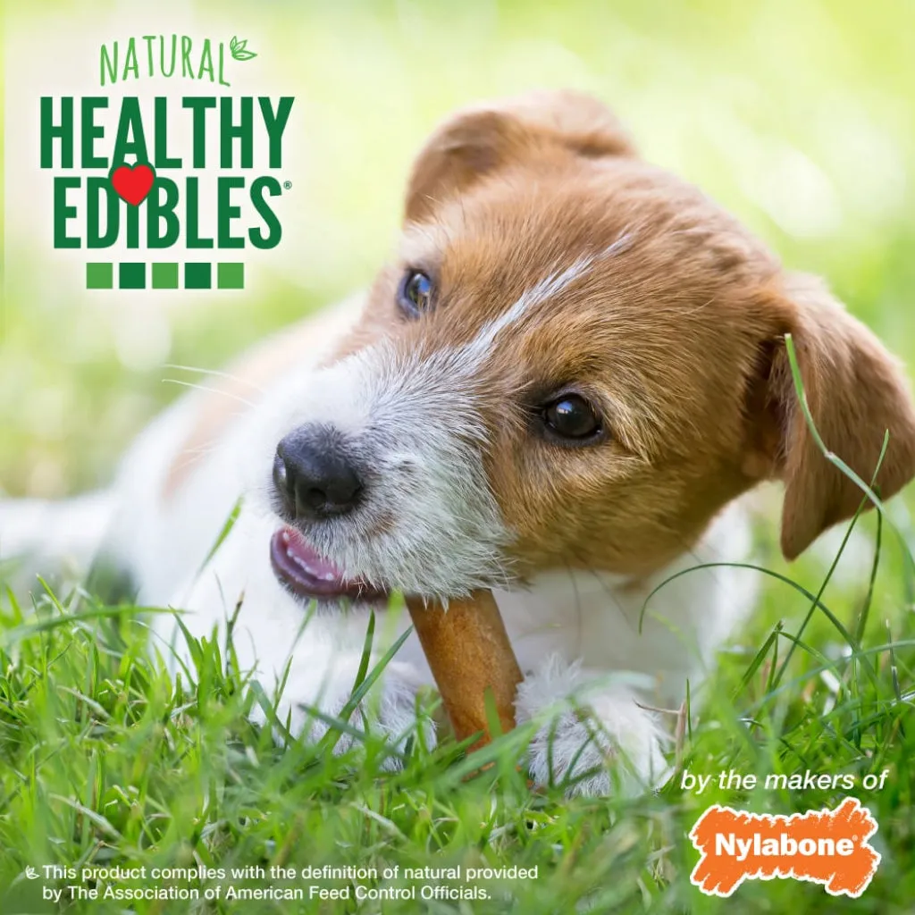 Nylabone Healthy Edibles Natural Long Lasting Bacon Flavor Dog Chew Treats