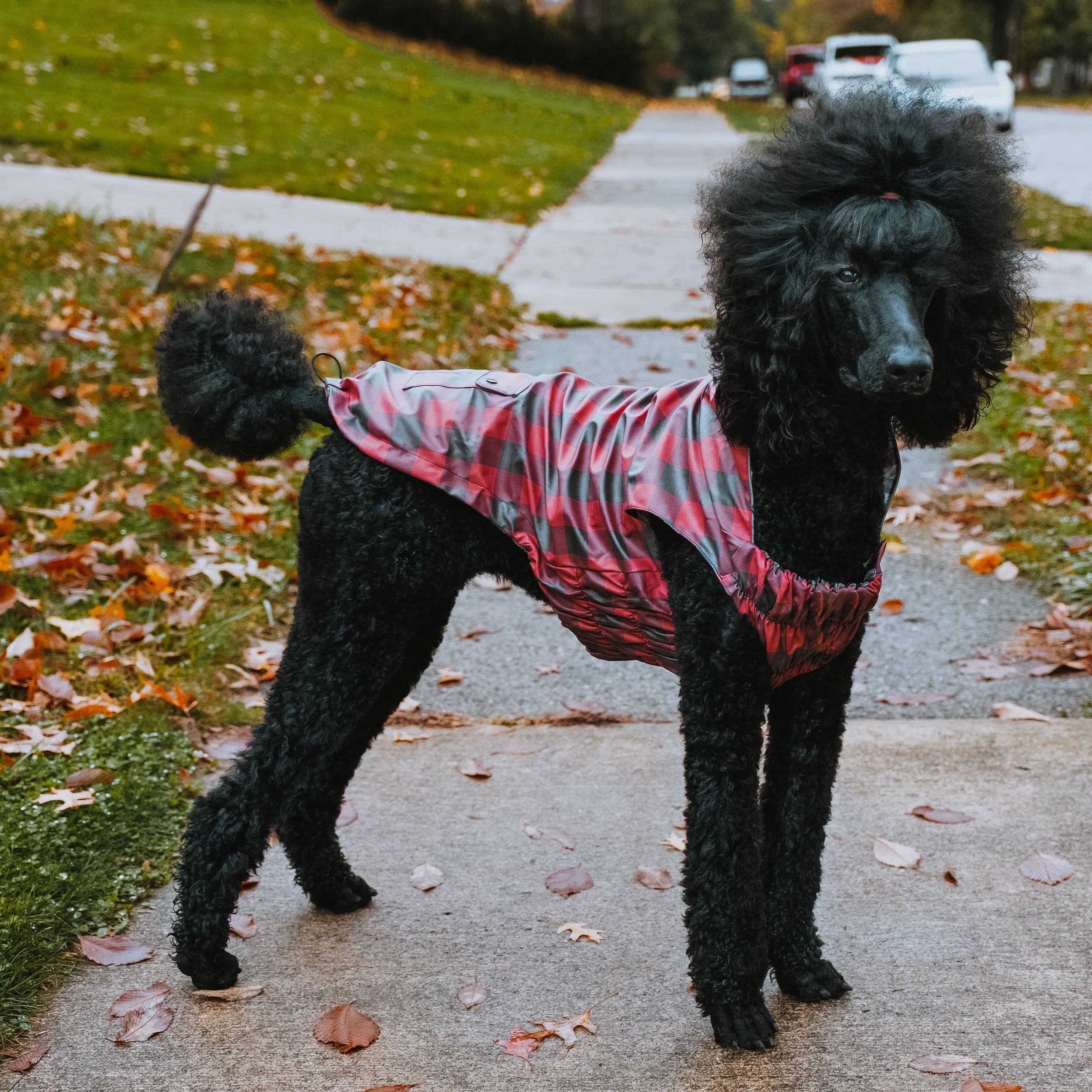 Plaid Dog Rain Jacket - The Worthy Dog London Raincoat