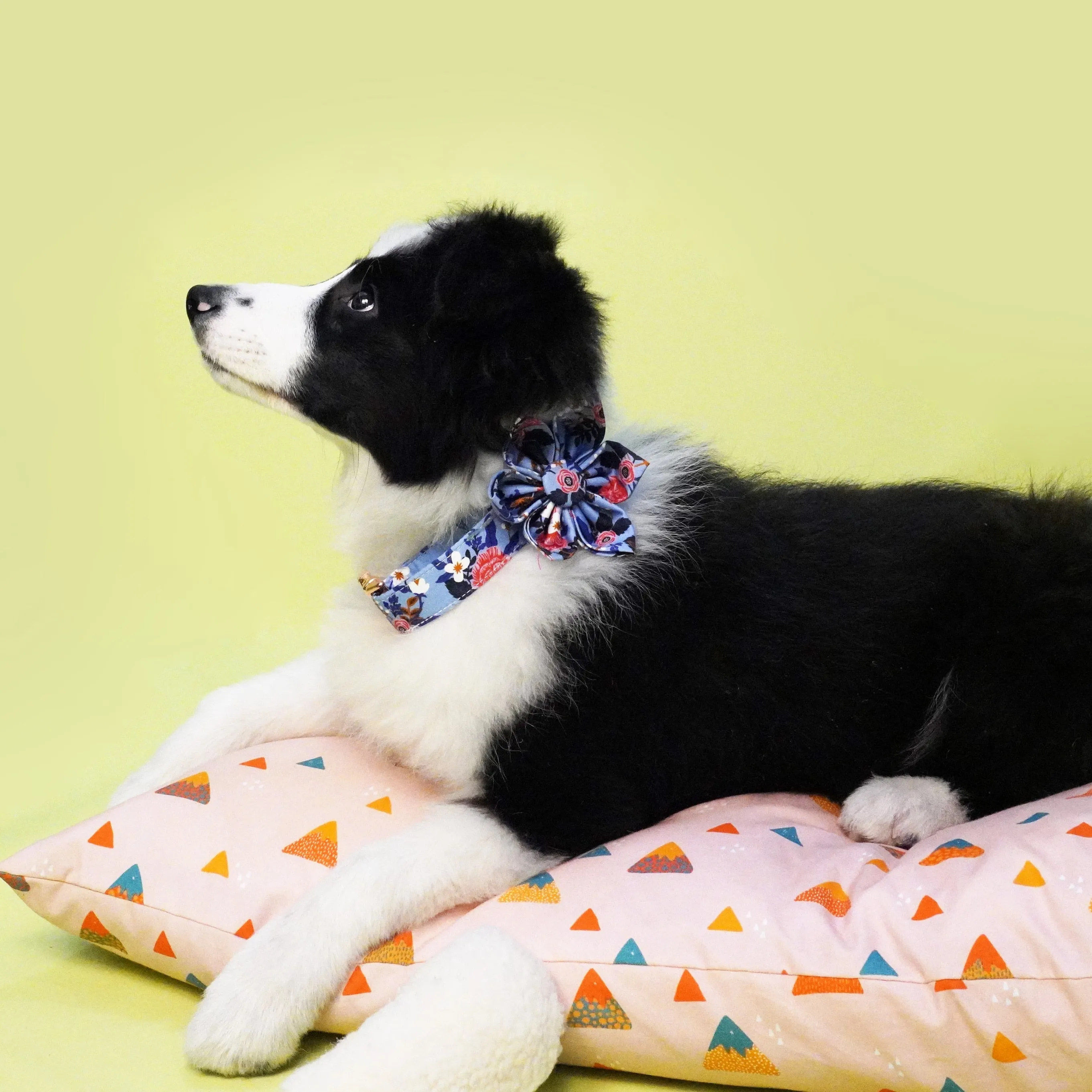 Spring Floral Blue Flower Collar and Leash Set | Personalized