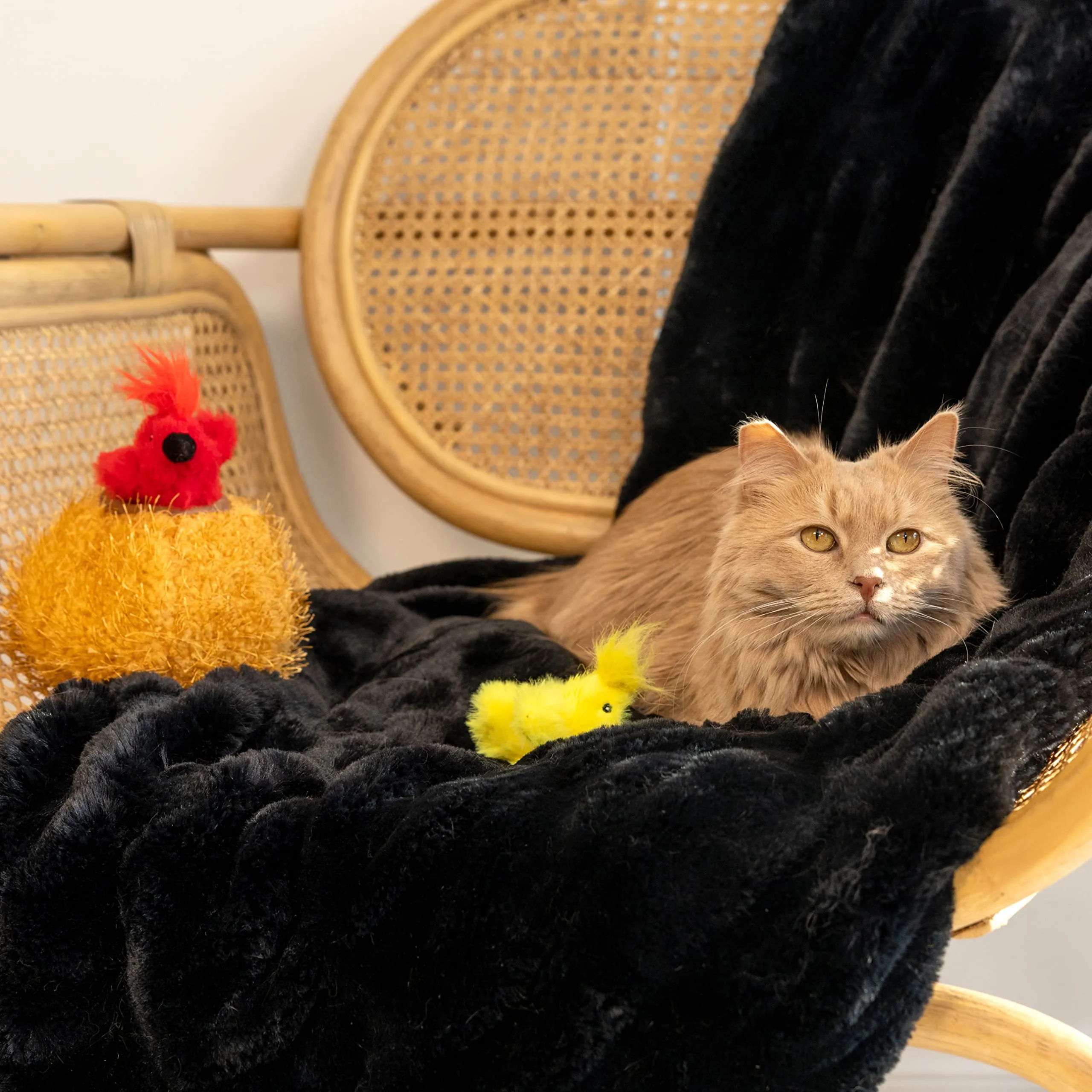 Zippy Paws Burrow Bird in Nest Hide-and-Seek Interactive Squeak and Plush Cat Toy - Small